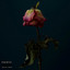 All Roses Die cover