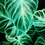 . - Greenland Garden Centre - Container Gardens May 2026