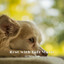Rest with Lofi Music: Lie Down Dogs cover
