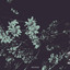 Reines - Daisy