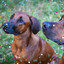Music for Doggy Rest cover