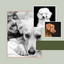 Tenor Sax Jazz - Ambiance for Puppy Sleep Zone cover
