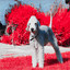Magnificent Bossa Guitar Trio - Background for Favorite Doggy cover
