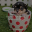 50 Spa and Relaxation Sounds for Stress Relief For Dogs cover