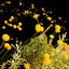 Bank of Wildflowers (feat. Georgia) cover