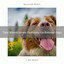 Total Woods Noises Especially For Beloved Dogs cover