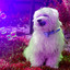 Delightful Background for Cheerful Dog cover
