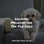Calming Melodies for Spa For Dogs cover