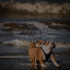 Spring Comforting Music Therapy for Deep Sleep For Dogs cover