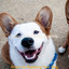 Music for Relaxing Your Dog cover