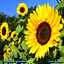 Campos de girasoles cover