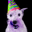 Backdrop for Bright Pups - Piano Bossa Nova Duo cover