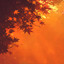 Orange Leaves