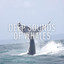 Deep Sounds of Whales cover