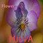 Flower cover