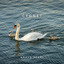 Cygnet