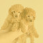 Echoes of Calming Puppy cover