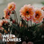 Wild Flowers cover