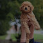 50 Meditation Songs For Dogs cover
