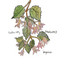 Begonias cover