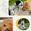 Feelings for Dogs and Babies Playing cover