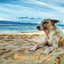 Dog Chill (Loopable, No Fade) cover