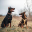 Backdrop for Dreamy Doggies - Trumpet Solo cover