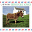 All The Best Irish Folk Songs cover