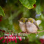Happy Birds Chirping for Baby's Morning cover