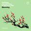 Blooming - Extended Mix