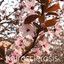 Kairosclerosis cover