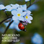 Nature Sound Insect Chime For Deep Sleep cover