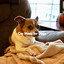 Car Music for Dogs cover