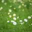 The Spring of the 13th Month cover