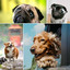 Background Music for Sweetest Dogs cover