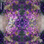 Heliotrope