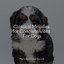 Classical Melodies for Complete Vibes For Dogs cover