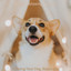 Relaxing Your Dog, Bossanova cover