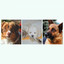 Background Music - Fun Puppies cover