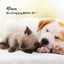 4Paws: Rain Energizing Melodies Vol. 1 cover