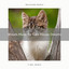 Woods Music for Cats Mouse Dreams cover