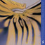Agonis — Kernel Noise cover art