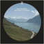 Les Vignes - Tom Merrall, Antonin Fourrier