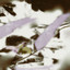 Iridium