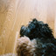 Now On Air: Aman Pant, Moksh Pant - Ohh My Dog - Title Track