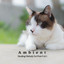 Ambient: Healing Melody for Pets Vol. 1 cover