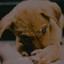 Serenity Sounds For Dogs cover