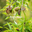 Seed to Happy cover