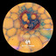 Singular Language - SYEP030