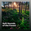 Soft Sounds of the Forest cover